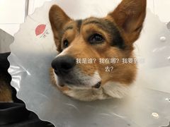 -北京赛佳动物医院