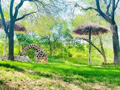 -北京野生动物园