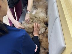 -美联众合动物医院·24h转诊中心