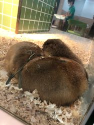 -Moni星球萌宠·小马宝莉·灵蛇·高端高阶全萌宠互动体验俱乐部(红豆国际广场店)
