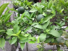 -西安化觉巷清真大寺