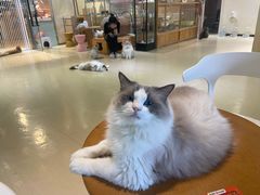 -藏猫猫咖啡主题馆(中央大道店)