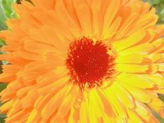 -松山湖梦幻百花洲