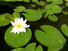 -西安化觉巷清真大寺