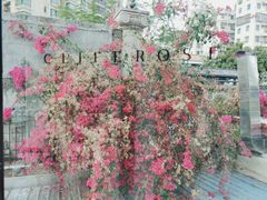 -素咫咖啡CLIFEROSE