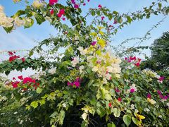 -桤木河湿地公园