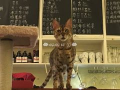 -猫色咖啡·猫咖