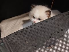 -瑞派动物医院·绝育·犬猫全科·预防医学(光景江南中店)