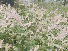 -白塘生态植物园