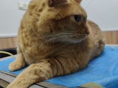 -瑞鹏宠物医院·内科·中兽医·骨科(苗圃店)