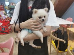 -汪说·狗咖(旺城大厦店)