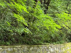 -本溪汤沟绿石谷森林公园