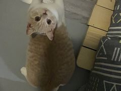 -东方名猫馆·英短金渐层布偶猫舍(环线广场1号楼店)