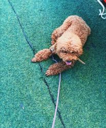 -萌宠亲子动物乐园(槐房万达店)