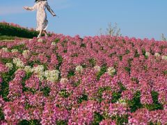 -径山花海