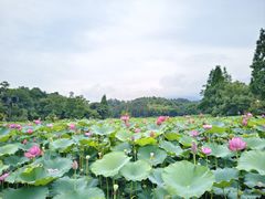 -清漾毛氏文化村