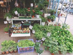 -循礼门鲜花花市(武汉循礼门店)