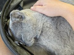 -瑞鹏宠物医院犬猫全科(真大分院)