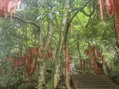 -炎陵县神农谷国家森林公园