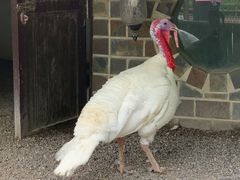 -南宫五洲植物乐园