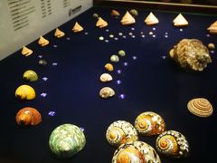 -青岛贝壳博物馆