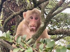 -梧桐山风景名胜区