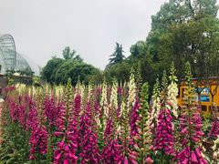 -南山植物园