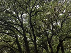 -普陀山风景名胜区-法雨禅寺