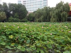 iphone_upload_pic-莲湖公园