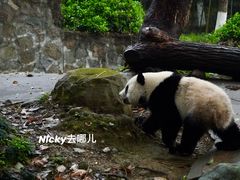 -都江堰中华大熊猫苑
