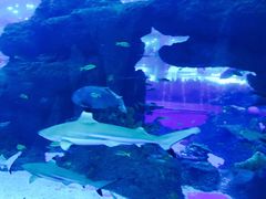 -成都浩海立方海洋公园