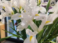 -双季花艺园艺市场(浦东店)
