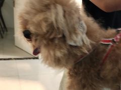 -佳雯宠物医院·皮肤科·内外科(春晓路分院)