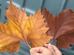 -团泊镇示范集贸市场