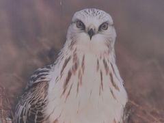 -野鸭湖国家湿地公园