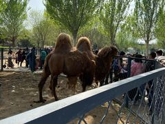 -长白岛森林公园