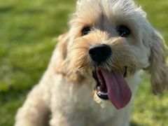 -趣玩宠物乐园寄养训犬训狗游泳池