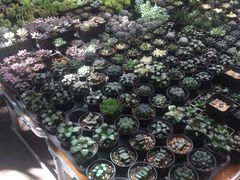-宝鸡东道花鸟鱼虫市场(吉利花园商场店)