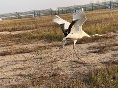 -盐城丹顶鹤湿地生态旅游区