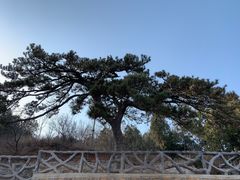 -北京西山国家森林公园