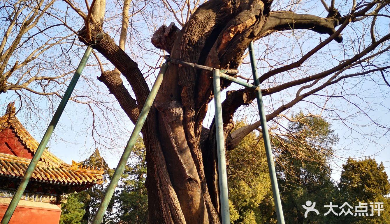 又生出一株小槐树成为北京城独一无二的怀中槐