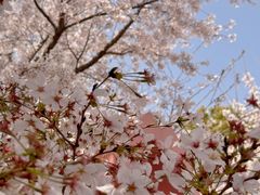 -古柏渡丰乐樱花园