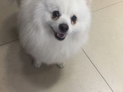 -瑞派宠物医院·24小时骨科·心脏·核磁(哈尔滨南岗店)