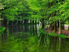 -上海共青森林公园