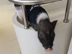 -怪兽屋·羊驼·猫咖·狗咖(俊华广场店)