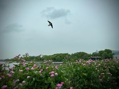 -贡湖湾湿地公园