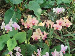 -中国科学院西双版纳热带植物园