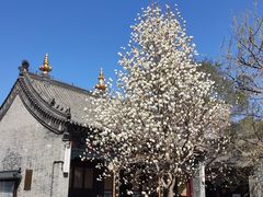 -护国法轮寺