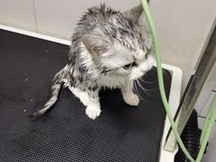 -瑞派宠物医院·犬猫全科·猫友好(宾水西道店)