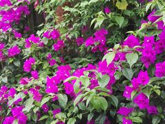 -三圣花乡旅游区